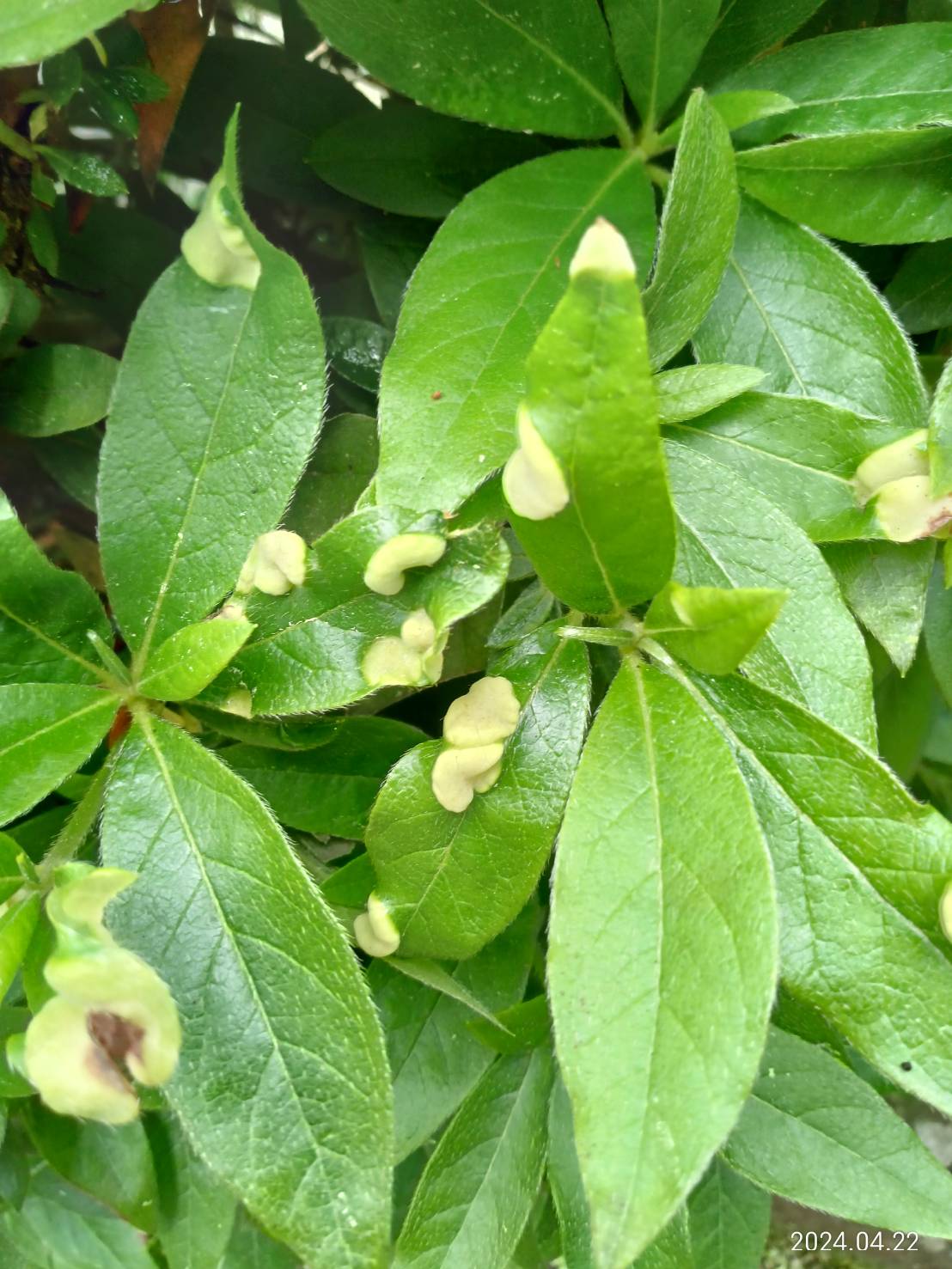 ツツジの葉が餅のように膨らんできたら病気ですか?