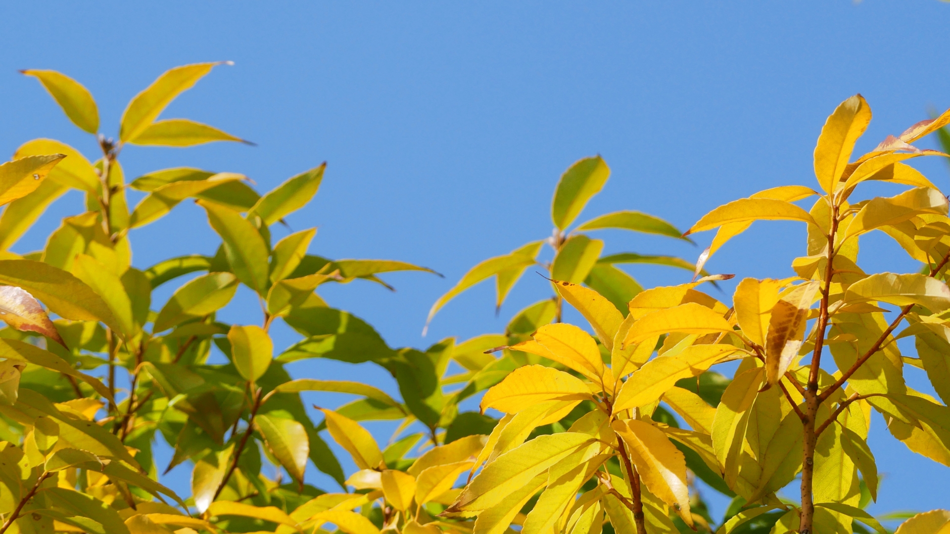 樹木の葉がどんどん黄色くなって落ちていきます!!大丈夫でしょうか?