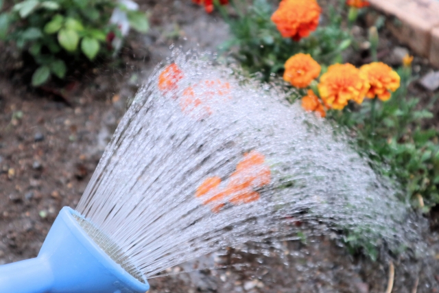 庭木を植えた後の水やりはどのくらい必要ですか?