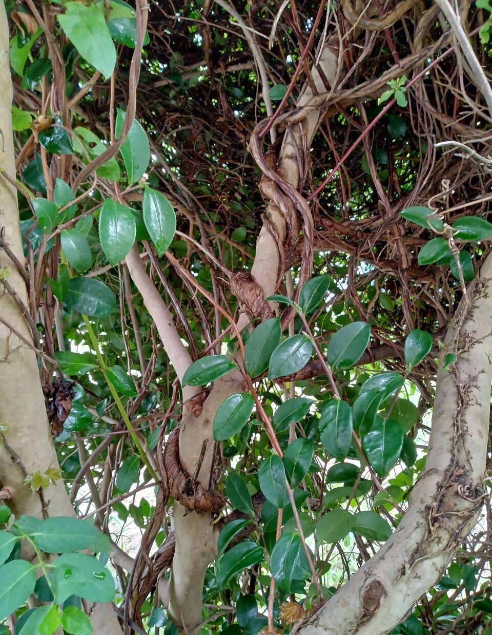 庭木に巻きついたつる植物はどうしたらいいですか?