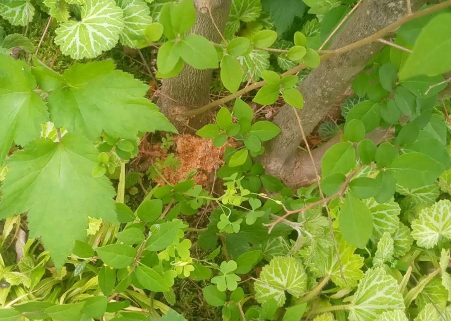 根元におがくずが出てますが、放っておいて大丈夫?