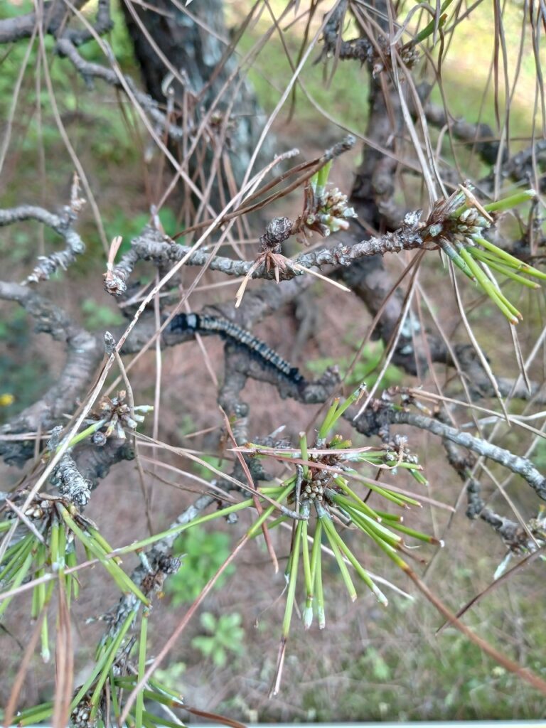 松の葉が凄く少ないですが、何が原因ですか?