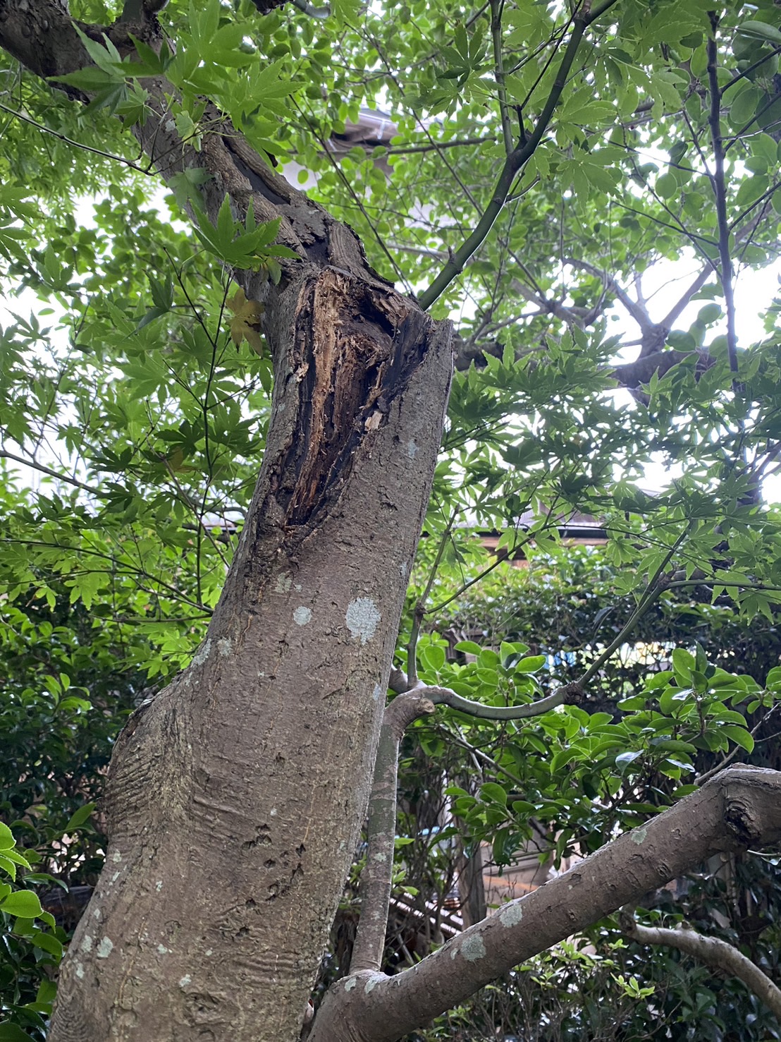 幹に腐れを発見!しかもアリが・・どうしたらいい