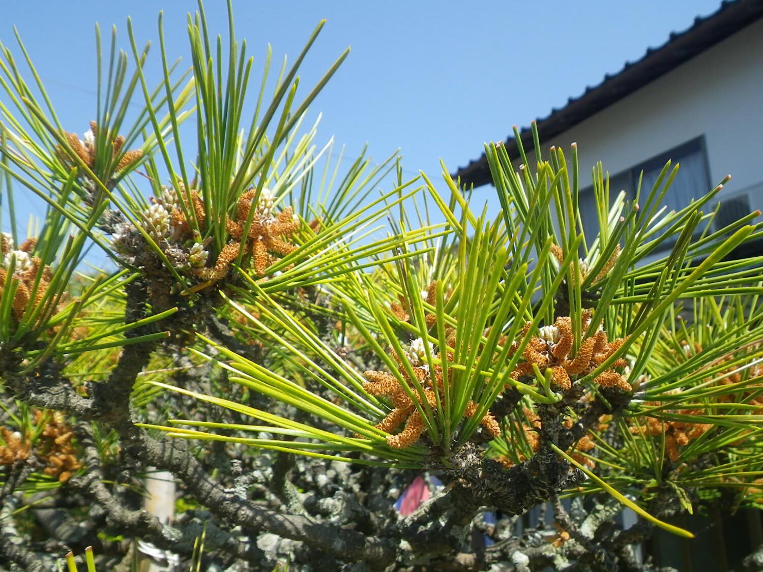 クロマツのハダニ対策!症状と駆除方法を徹底解説