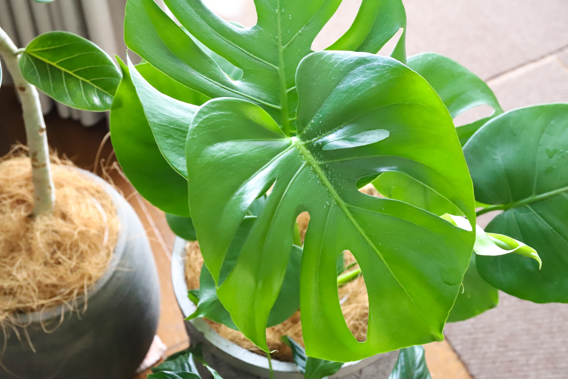 観葉植物でお部屋をもっと素敵に!置き場所のポイントを風水と植物の観点から解説~観葉植物で空間に癒しを!運気も上げてお部屋をもっと素敵に変えるヒントをお届けします。~